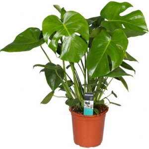 Deve Tabanı Salon Bitkisi