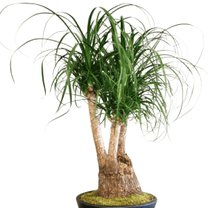 Nolina Çiçeği Bitkisi